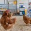 Vírus de Newcastle em aves: sintomas, riscos e medidas de controle